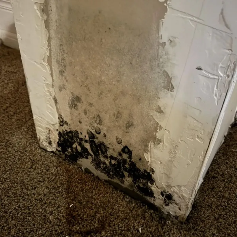 Professional Mold Removal in Brownfield, TX